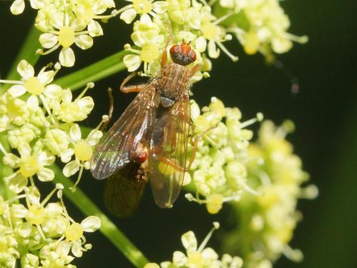Scathophaga sp.